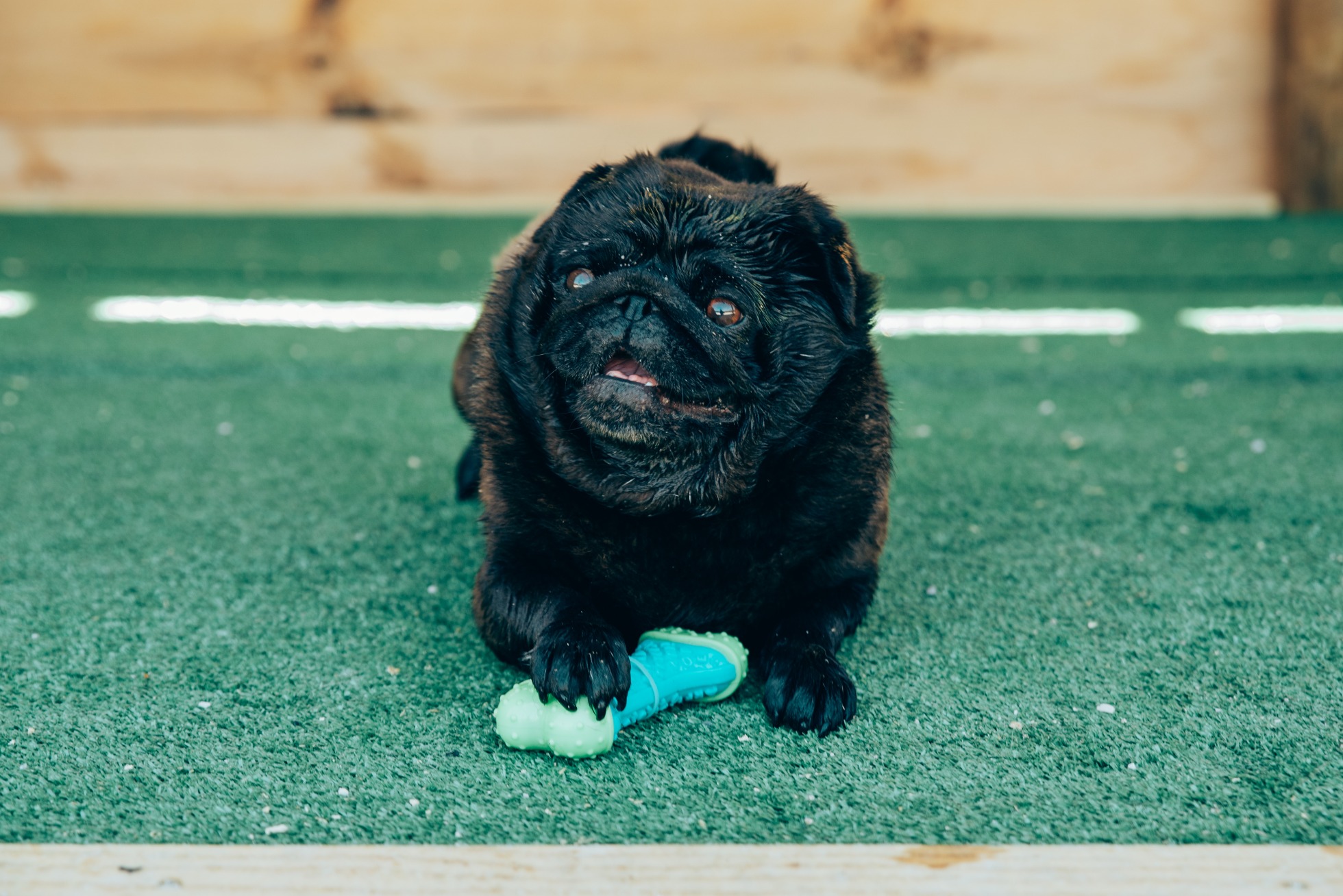 Creche canina